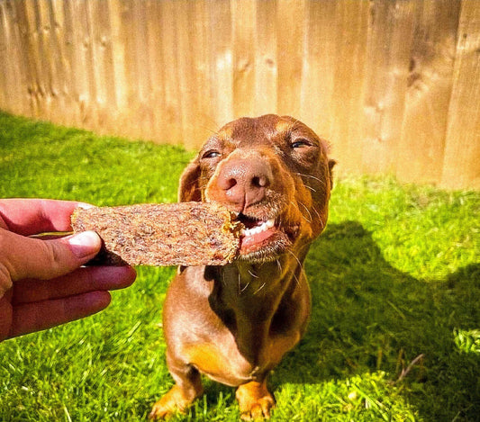 Which Dog Treats Are The Best?