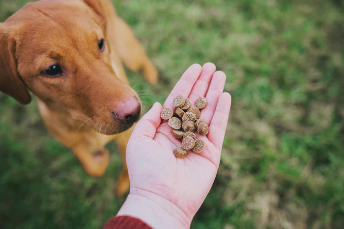 Hand full of healthy treats for dogs