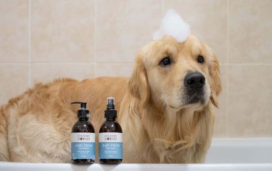 golden retriever dog in a bath with dog shampoos and conditioners