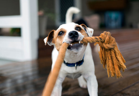 dog with toy 