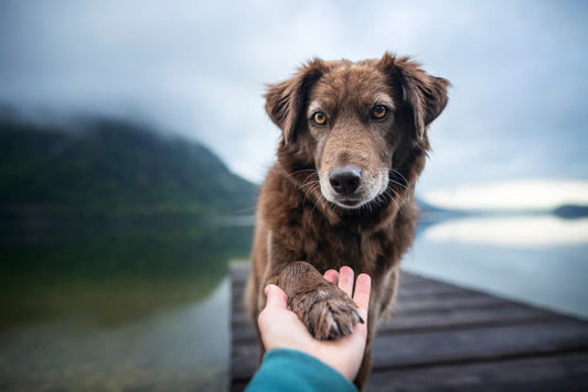 dog showing paw