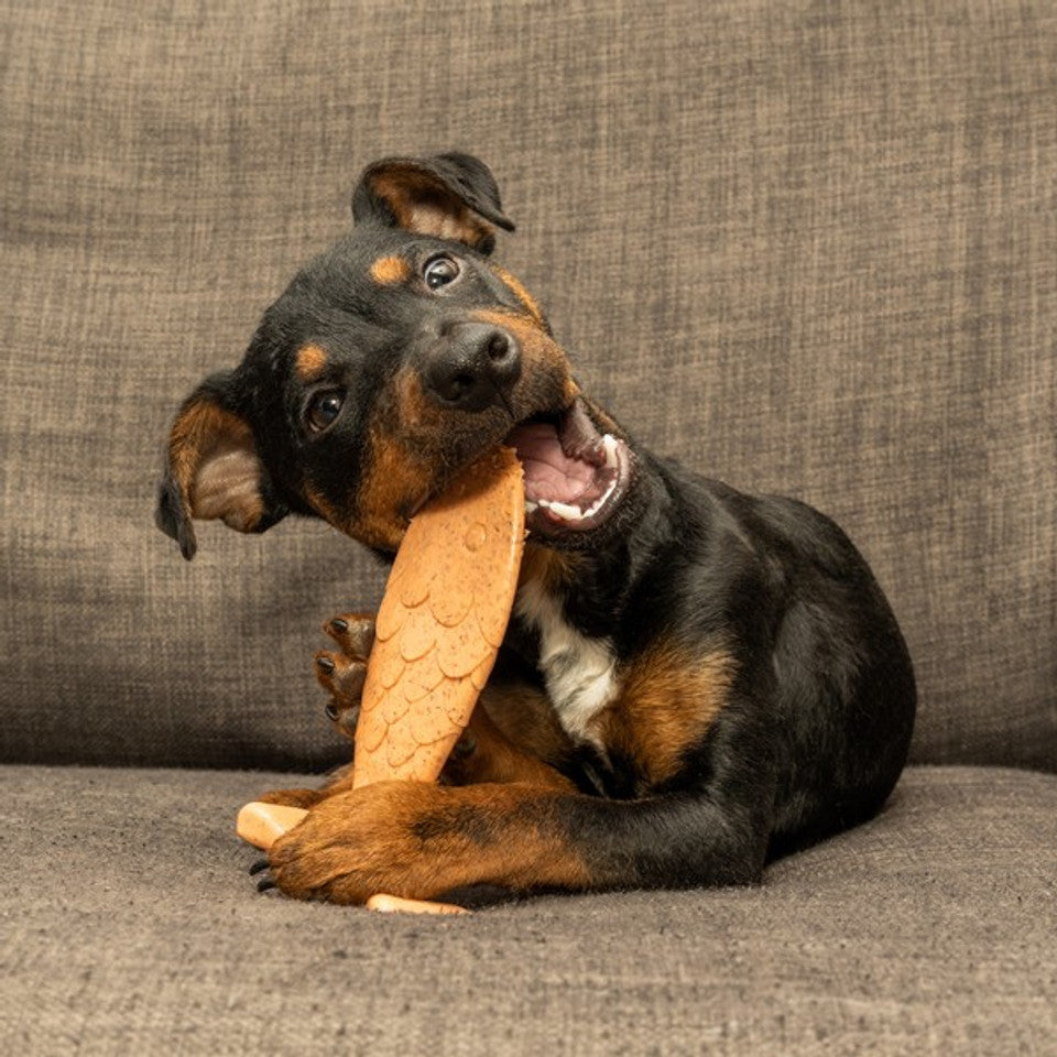 Dog chewing on a bamboodles fish dog chew